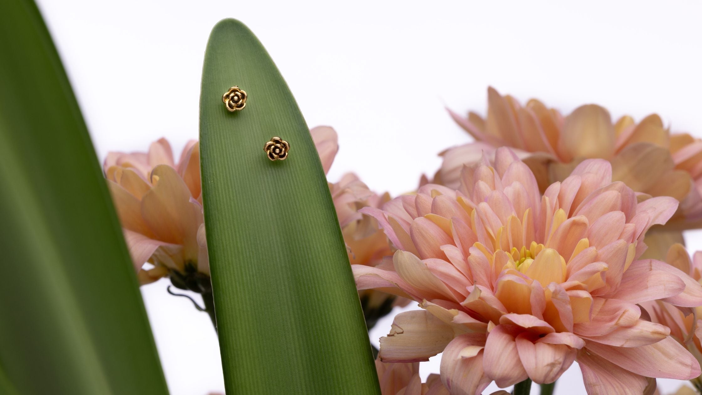 Graduation Timi of Sweden